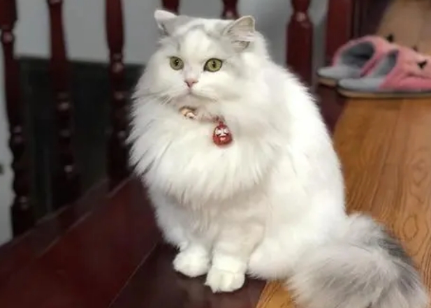 长毛猫毛发打结严重怎么办