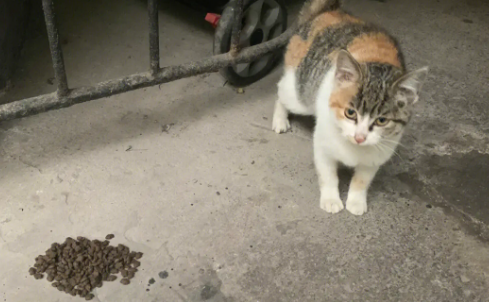 三花流浪猫跟着你走是什么兆头