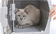 客车托运猫咪9个小时受得了吗