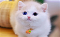 猫咪在墙角大便拉屎正常吗