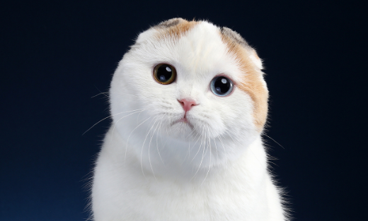 苏格兰猫表情包