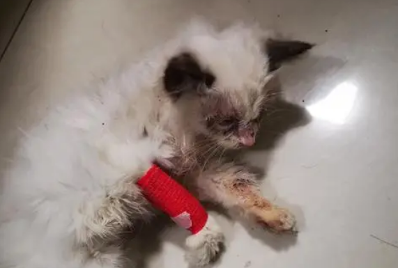 为什么不能捡流浪猫回家
