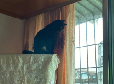 玄猫什么颜色