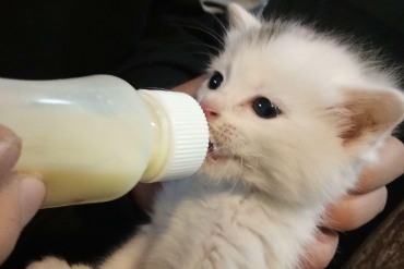 小奶猫吃什么奶粉比较好