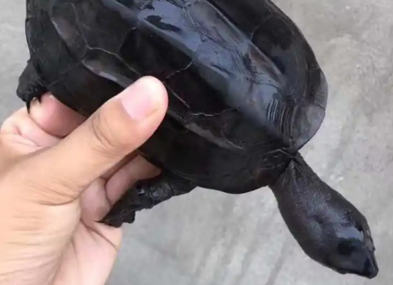 草墨龟多少钱一只 草墨龟多少钱一只