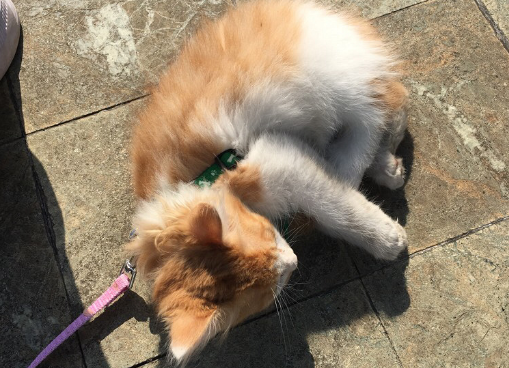 金丝猫宠物多少钱