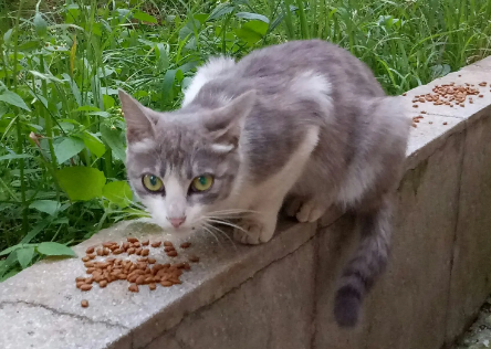 流浪猫能不能带回家养? 流浪猫能不能带回家养?