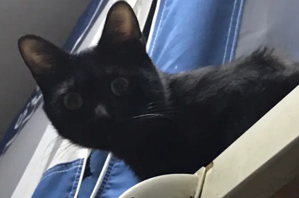 玄猫真的会选主人 玄猫真的会选主人