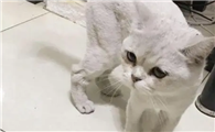 猫咪被打为什么不跑回家呢