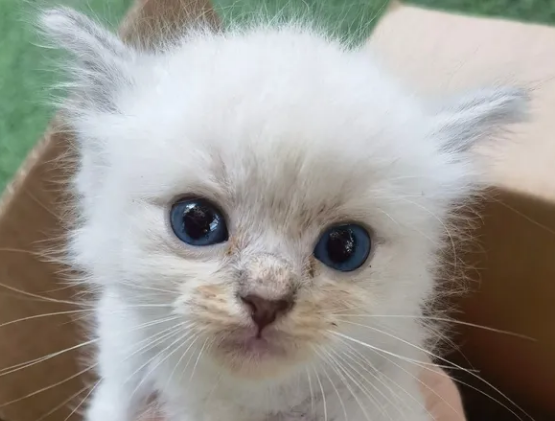 山猫纹布偶猫多少钱一只