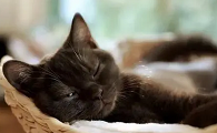 猫咪晚上睡觉会叫怎么回事