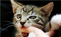 猫咪为什么咬主人裤腿啊