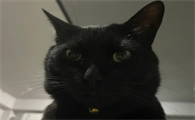 玄猫真的能护主吗