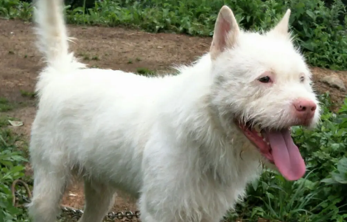 下司犬200元出售