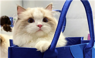 猫咪为什么会频繁生气呢