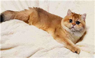 猫咪为什么爱尿在床上呢