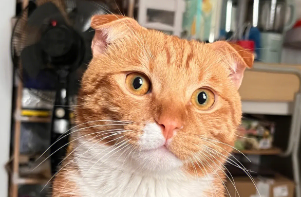 橘猫聪明吗听懂人话吗