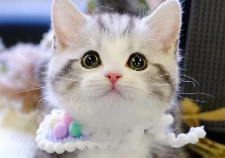 矮脚猫多少钱一只