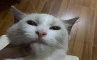 猫咪鼻子为什么老是有鼻屎