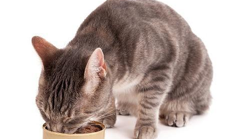 快宠宠物食品加盟：开启宠物食品事业，共享成功经验