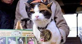 别嫌弃自家的猫长得丑,说不定三毛猫比你还贵 别嫌弃自家的猫长得丑,说不定三毛猫比你还贵