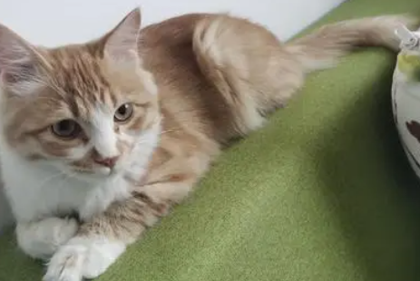 长毛橘猫是狮子猫吗