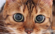 猫咪为什么夜间视力好啊