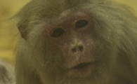 世界上最高龄汤基猕猴年满43岁 相当于人类120岁