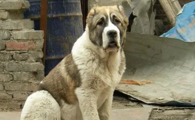 阿拉拜咬狼犬和中亚牧羊犬 阿拉拜咬狼犬和中亚牧羊犬