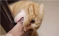 猫咪为什么互相追逐咬人啊