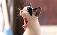 陌生猫咪大叫是为什么啊