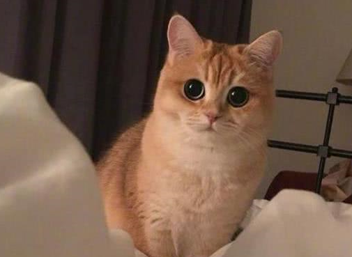 猫咪排队偷肉吃,轮流放风,黑猫:快点吃 猫咪排队偷肉吃,轮流放风,黑猫:快点吃