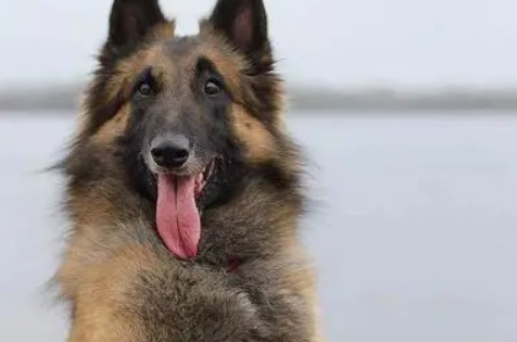 比利时坦比连犬价格 一种匀称的中型犬