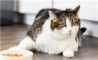 猫咪为什么食欲会下降很快呢