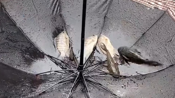 深圳暴雨过后,街头满是各种鱼,市民捕捞为何专家却劝告不能吃? 深圳暴雨过后,街头满是各种鱼,市民捕捞为何专家却劝告不能吃?