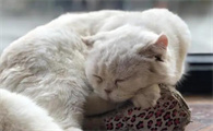 猫咪为什么要抓尾巴睡觉的原因