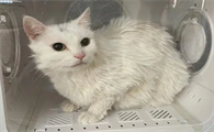 猫咪为什么洗澡比较难洗呢