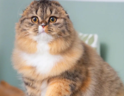 苏格兰猫性格好养吗 苏格兰猫性格好养吗