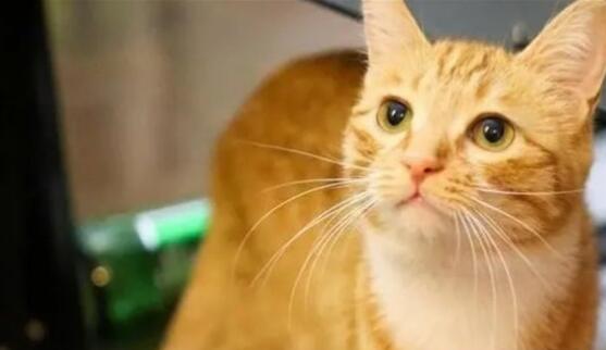 橘猫是全黄好还是橘白好 橘猫是全黄好还是橘白好