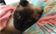 猫咪为什么身上发黑呢