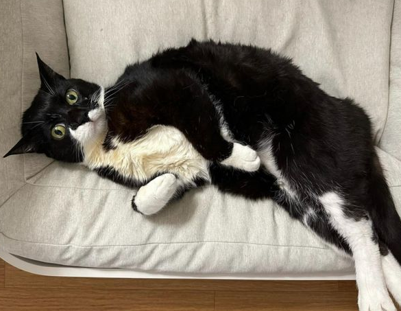 猫一粒一粒吃饭惹网友爆笑，知道真相后：我真该死啊！