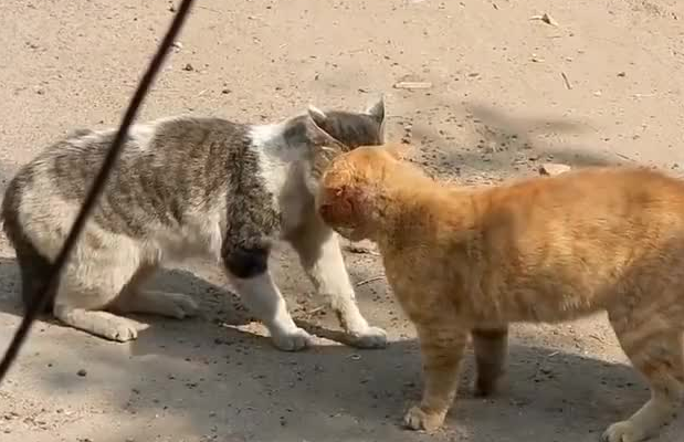 流浪猫打架咬死的视频 流浪猫打架咬死的视频