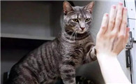 猫为什么忠诚自己