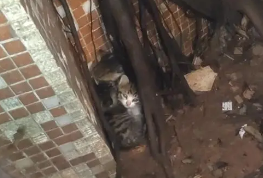 在雨中险些被冻死的小猫们,当它们遇到对的人,它们也能幸福满满