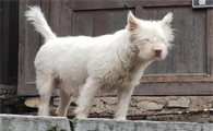 养下司犬的注意事项