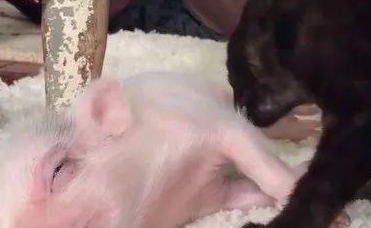 他是只被猫带大的猪，所有人都知道他是猪，他却觉得自己是猫…… 