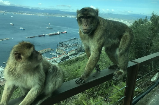 实拍地中海猕猴，快来看一看！