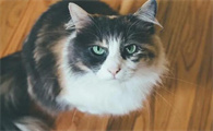猫咪防掉毛吃什么好