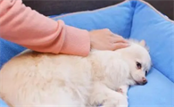 狗狗抽搐吃什么药效果好呢