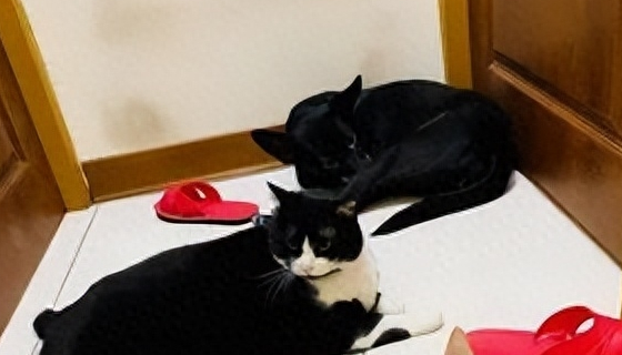 捡了只小奶猫让狗子带，没想到这货长大后居然比狗还大只！